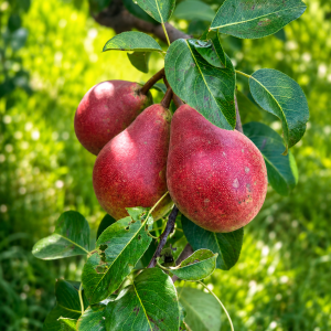 Gruszki Faworytka "Klapsa" (EKO) 5kg