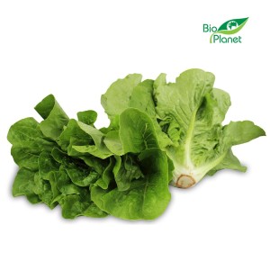 Sałata Rzymska Mini Świeża Bio (około 0,25kg)