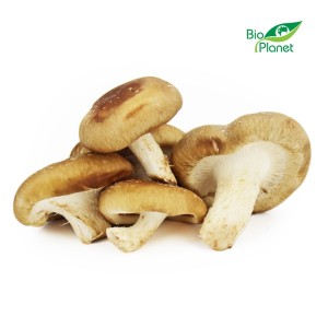 Grzyby Shiitake Świeże Bio (około 0,20 kg)