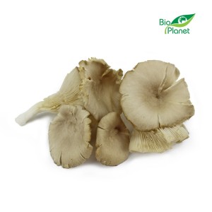 Grzyby Boczniaki Świeże BIO (około 0,20 kg)